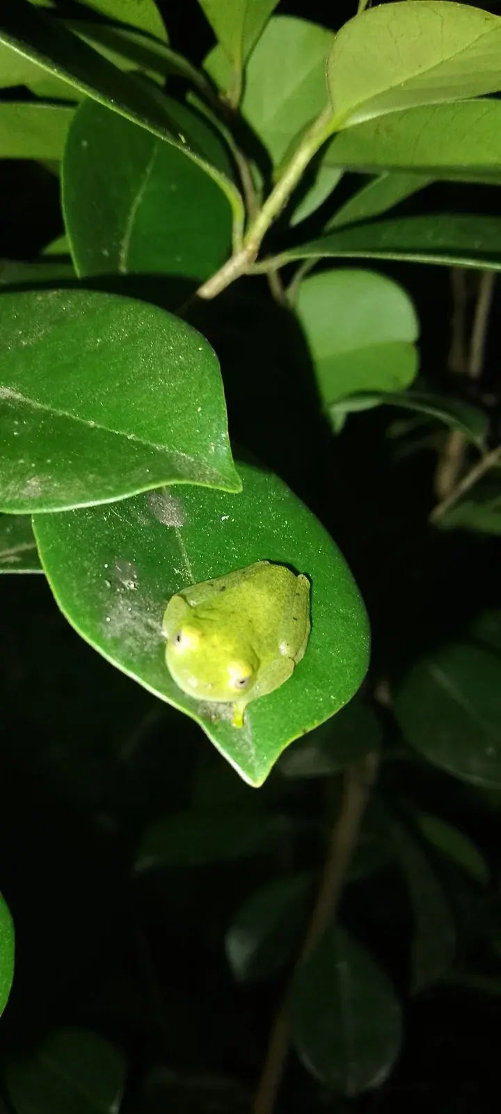 Archive: a frog at Andasibe, Madagascar, 20 July 2024. Biodiversity context; not photographed at COP17.