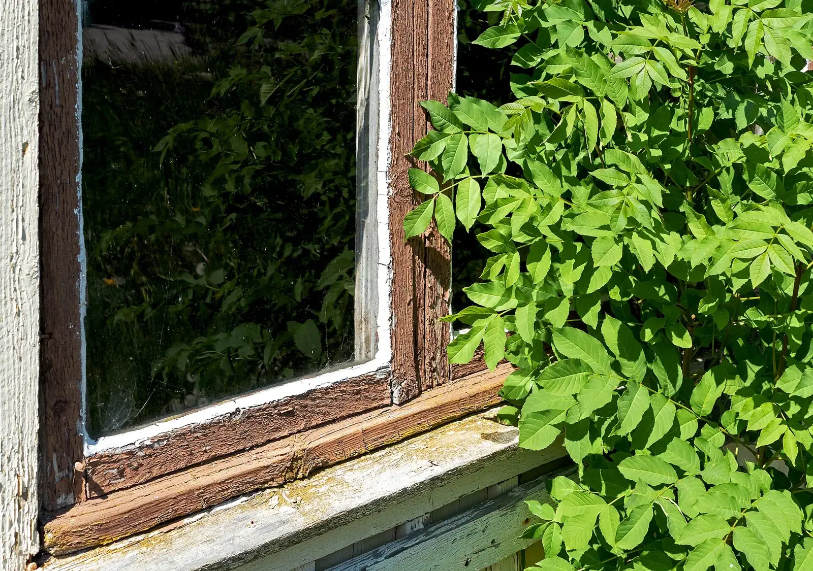 Archive: peeling paint on a shed in Brodalen, Sweden, 27 May 2018. Illustrative photograph; the paint has not been identified as containing lead.