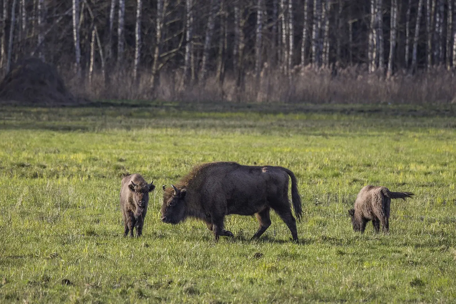 European bison in Białowieża Forest, Poland, 4 April 2023. Biodiversity context; not a conference photograph.