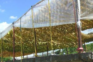 Сушене на тютюневи листа в родопско село в България, 19 август 2007 г. Илюстративен архив на земеделска обработка; не показва фабриката в Карнобат, иззетите материали или обвинено лице.