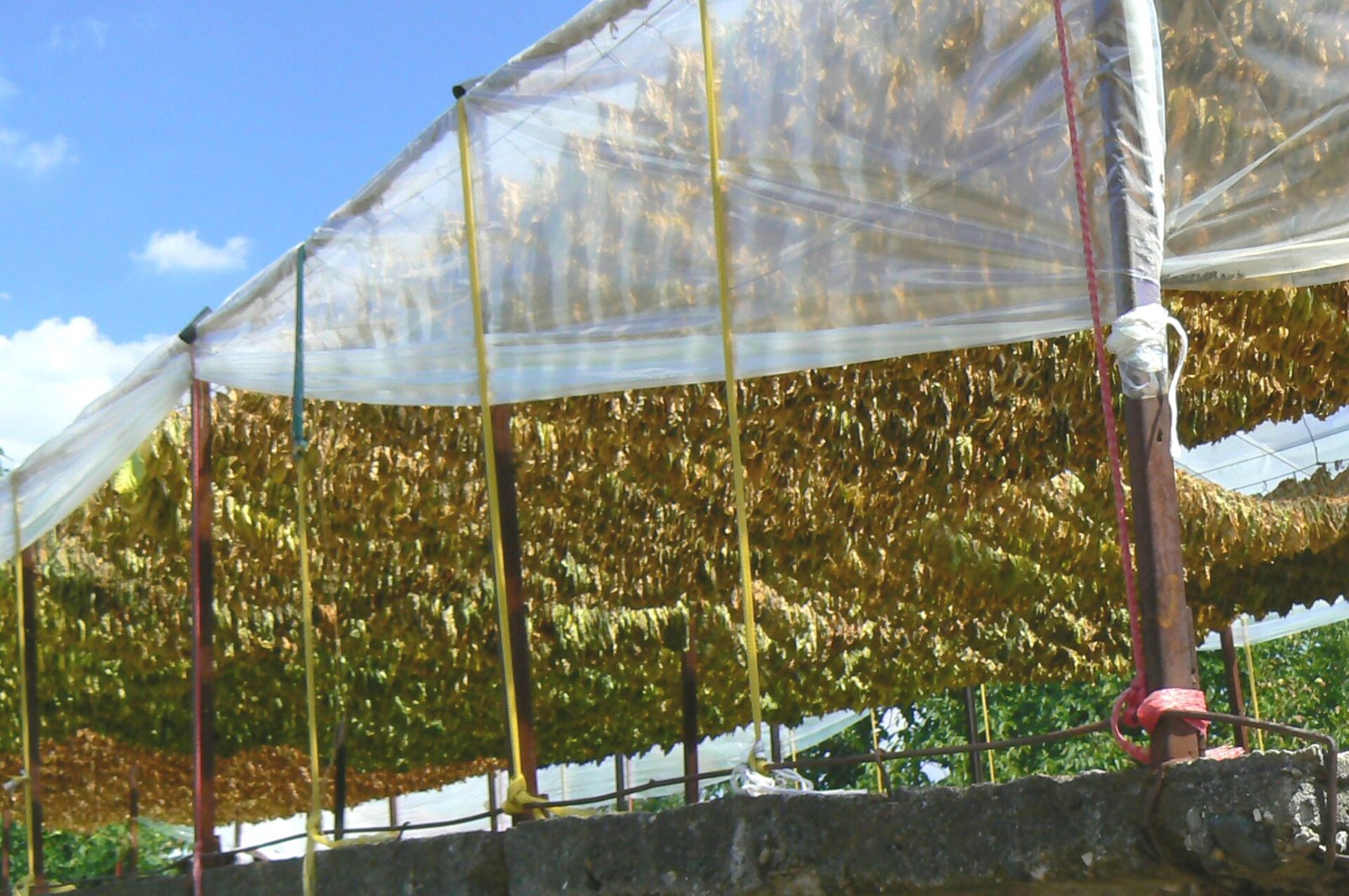 Tobacco leaves drying in a Rhodope village in Bulgaria, 19 August 2007. Illustrative archive of lawful agricultural processing; not the Karnobat factory, seized material or anyone accused in the investigation.